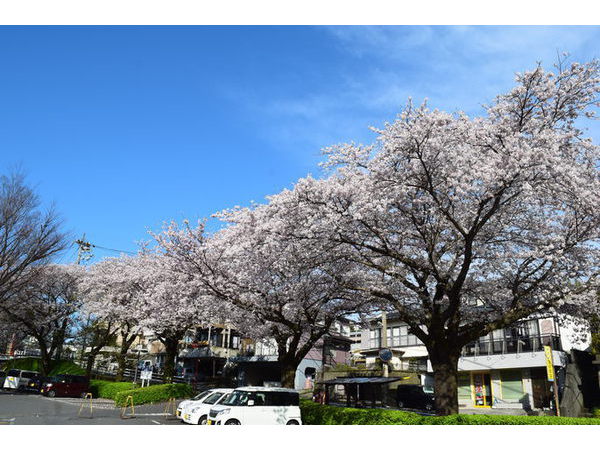 川奈なう。と。。。伊豆高原夜桜