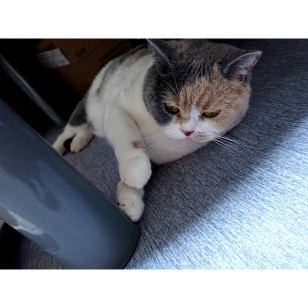 こーちゃんの里帰り