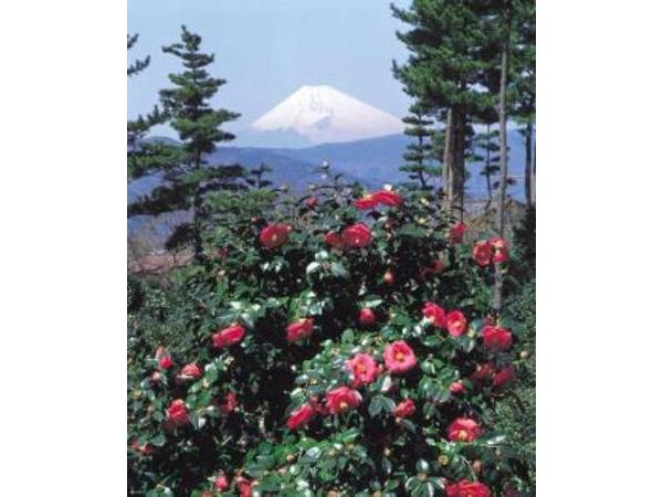 第２９回　つばき観賞会