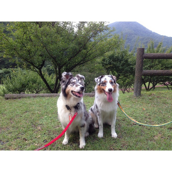 秋深まる松川湖畔を愛犬とお散歩