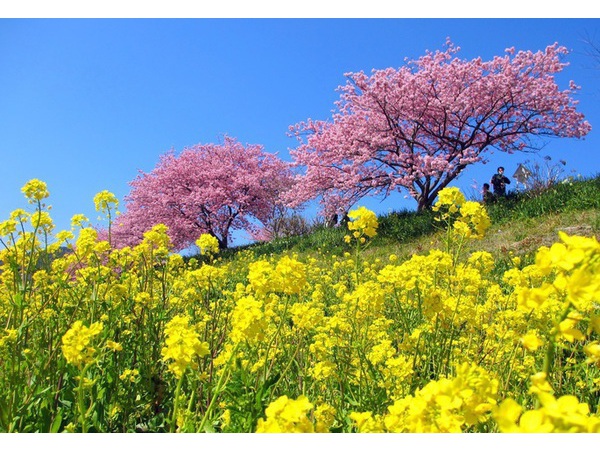 第17回みなみの桜と菜の花まつり