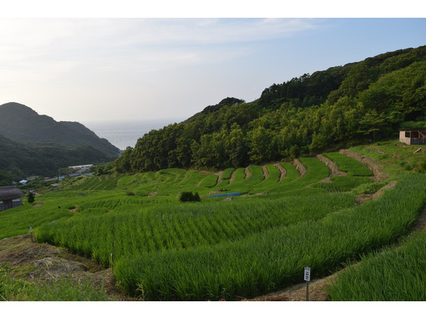 海を望む棚田