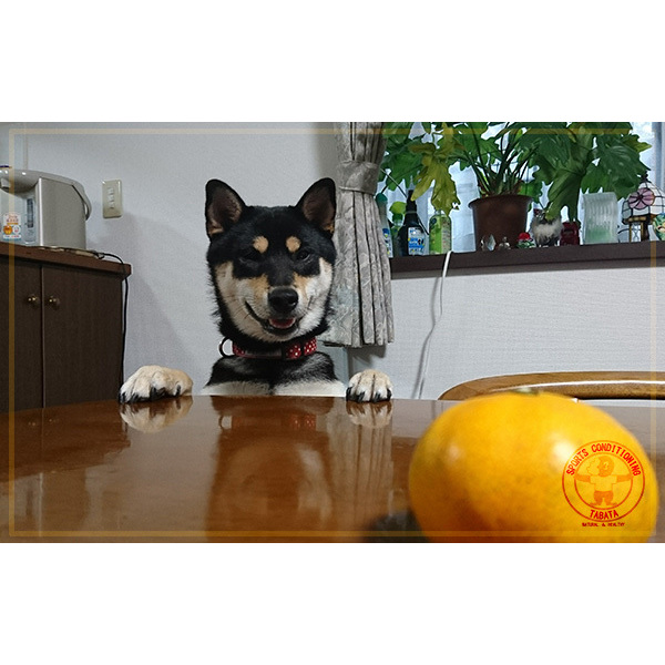 スクワットって？(中・高年の筋力向上物語)