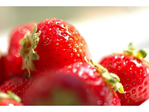 いちご狩り　1月～5月中旬