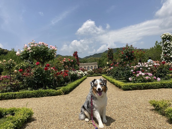 春バラが見頃！ワンコと河津バガテル公園へ！