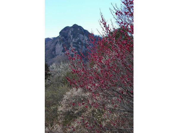 おおひと梅まつり