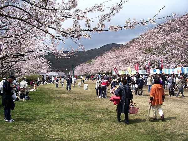 稲取高原花見の宴