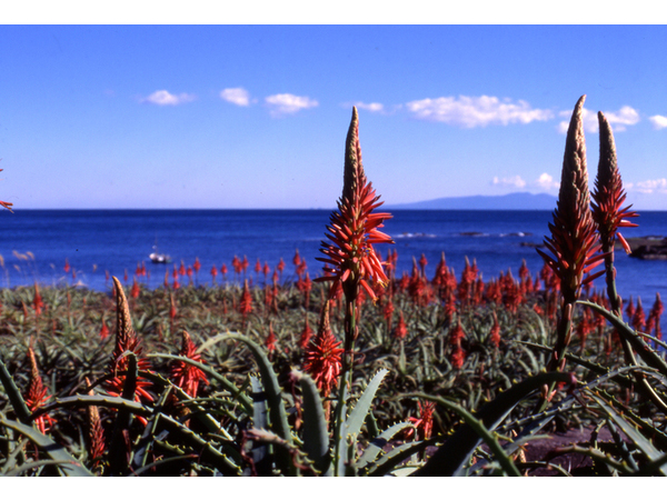 アロエの花まつり