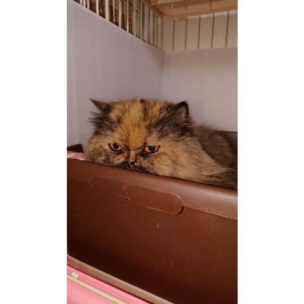 猫の居る民泊