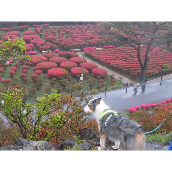 ワンちゃんと一緒！！小室山公園つつじ祭り