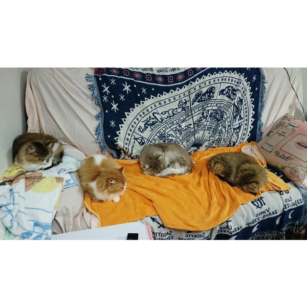 寝てばかり