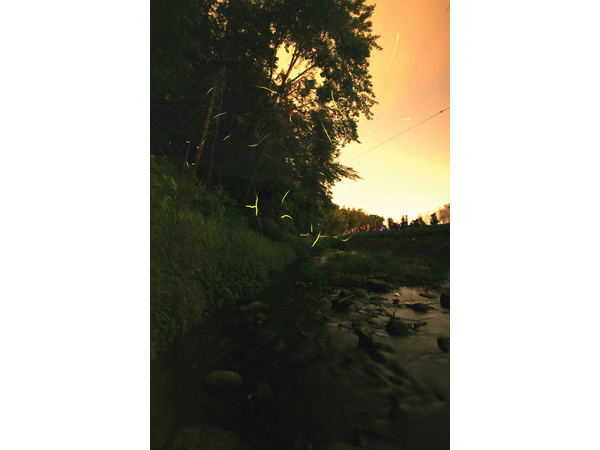 ホタル観賞の夕べ