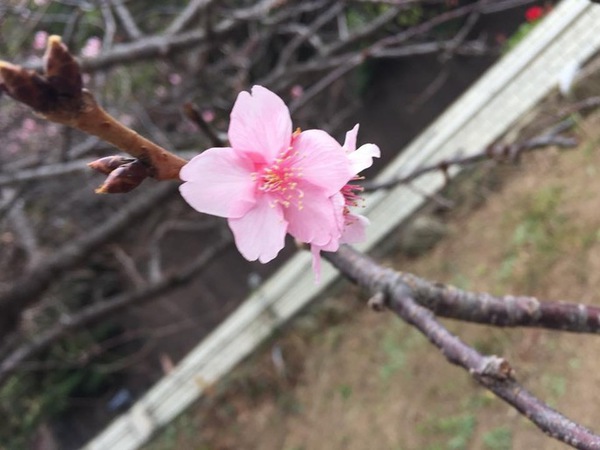 サクラ咲く