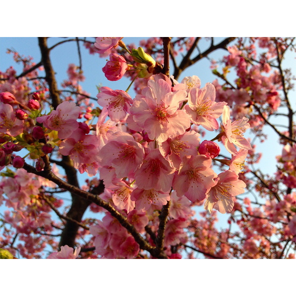 さくら祭り開催中３月１０日まで