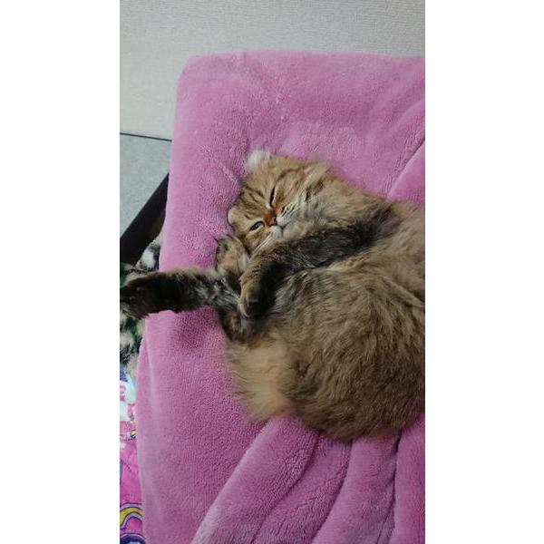リニューアル