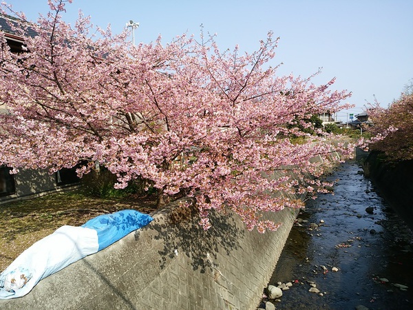 河津桜定点観測