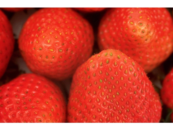 2013年度も甘～い苺が出来ました。