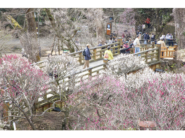 第73回熱海梅園梅まつり