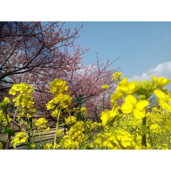 本日の河津桜まつり