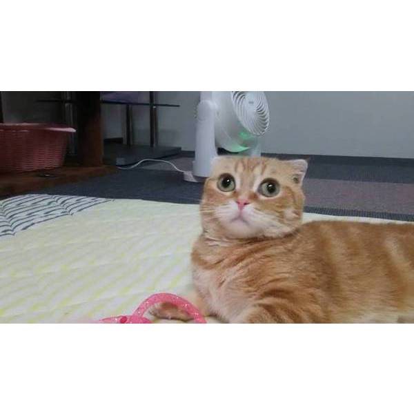 びゅーびゅーと風の音