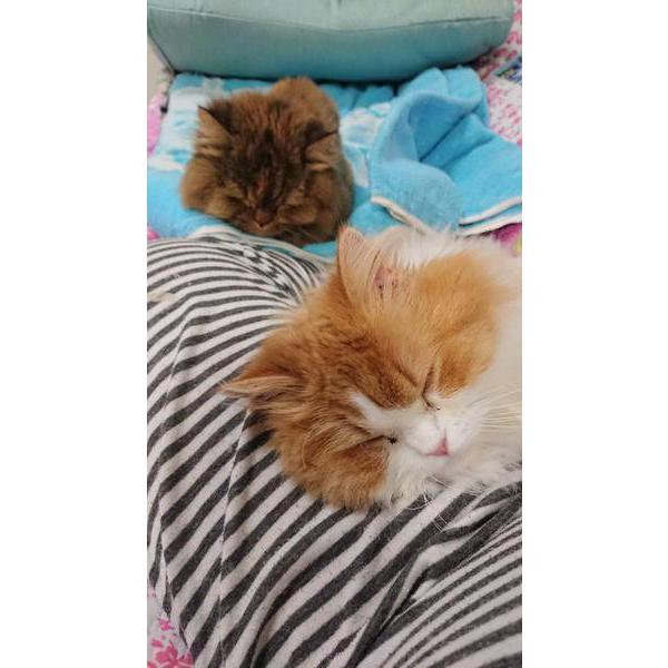 寝顔(=^ェ^=)