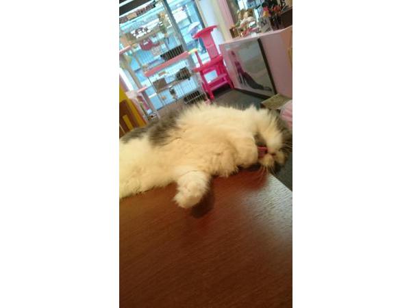 ふにゃらかほにゃらか