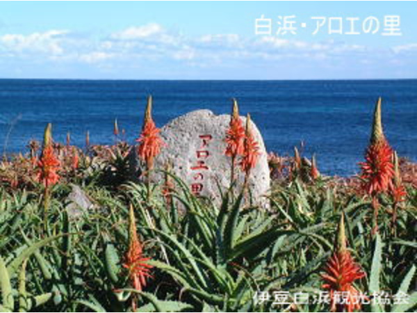 アロエの花まつり