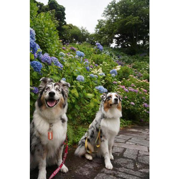 愛犬と一緒！伊豆下田公園あじさい祭りへGO！！