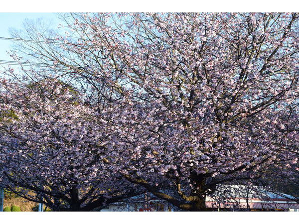 伊豆高原　桜咲き始めました。