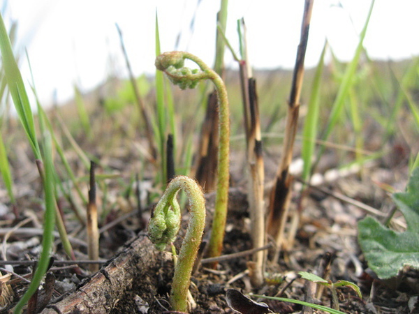 稲取細野高原山菜狩り