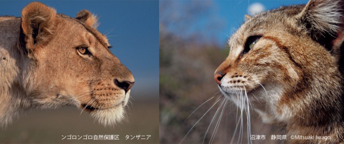 ネコライオン